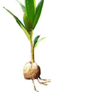 Coconut sapling