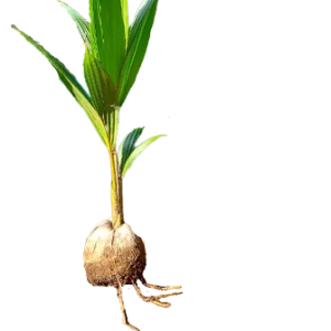 Coconut sapling
