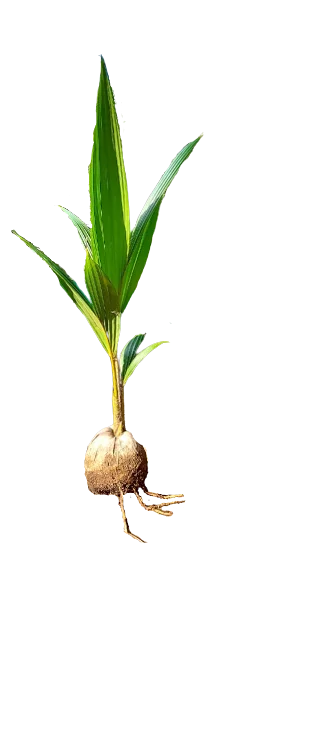 Coconut sapling