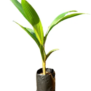 coconut sapling with cover