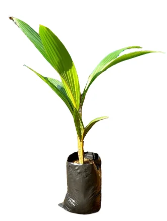 coconut sapling with cover